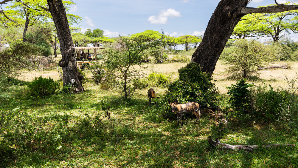 Private Safari Selous Game Reserve