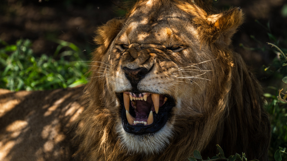 Serengeti Inside out Tented Safari