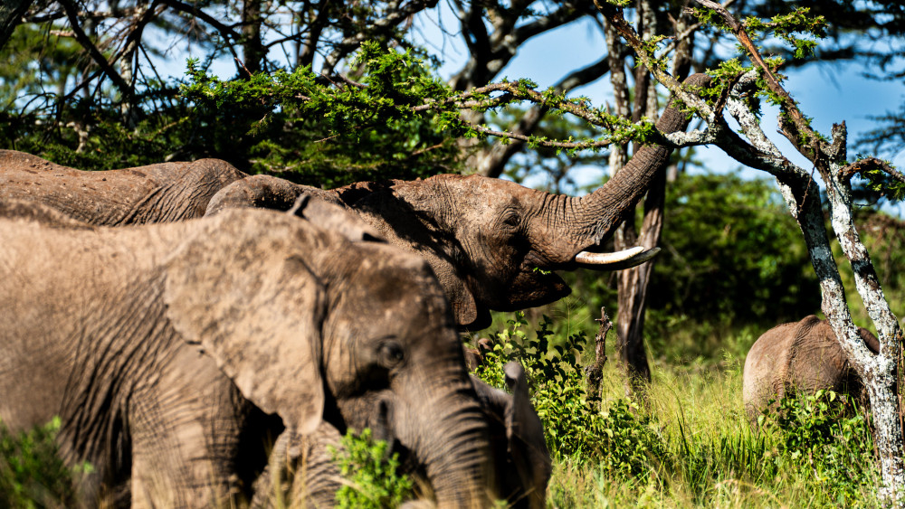 Fly-in Central Serengeti Glamping Safari
