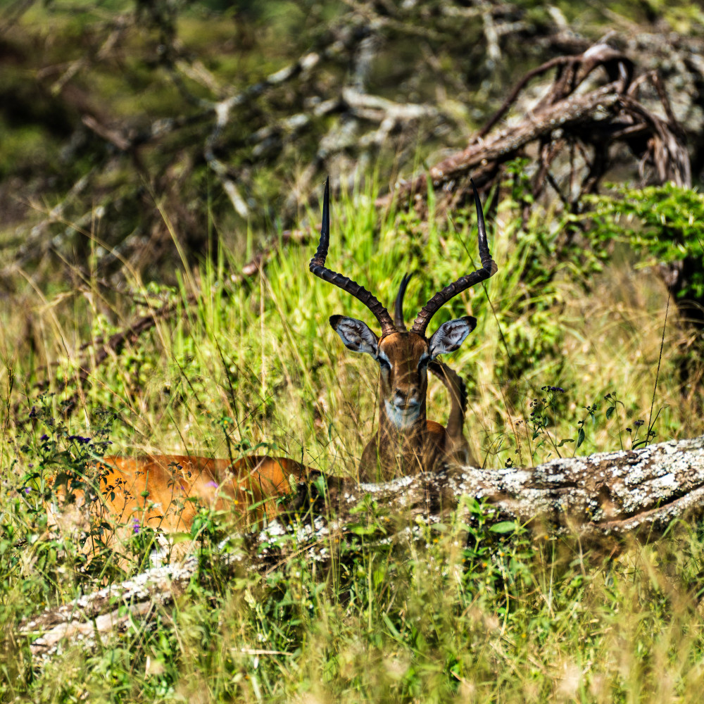 Wilderness Escape Shared Glamping Safari