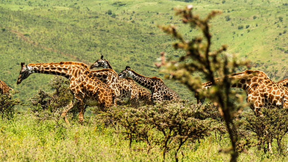 The Ultimate Serengeti Tented Experience