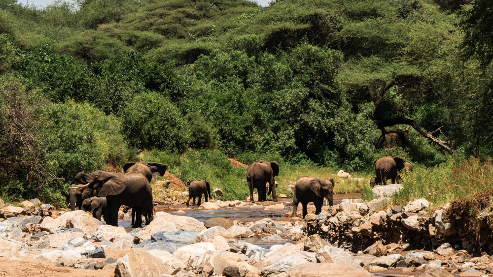 Ngorongoro and Serengeti Comfort Adventure