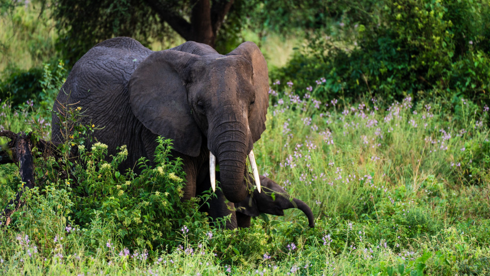 Ultimate Safari Explorer Glamping Safari