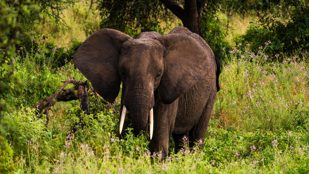 Tarangire & Ngorongoro Crater Comfort Adventure