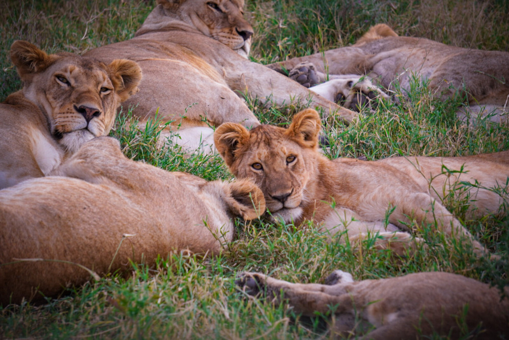 Lake Hopping Comfort Safari