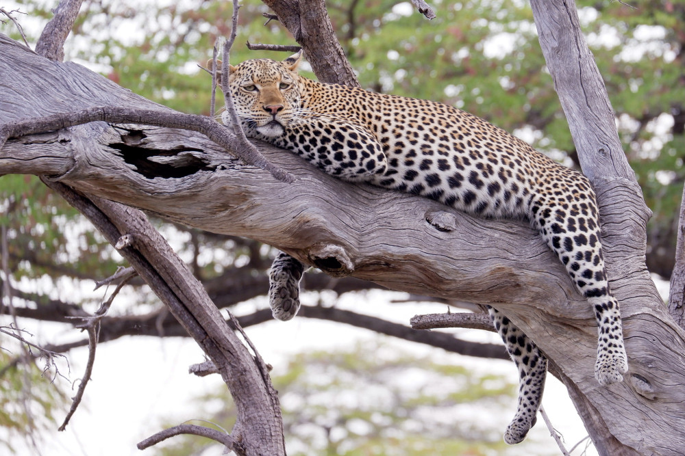 Expedition Through Tanzania Tented Safari