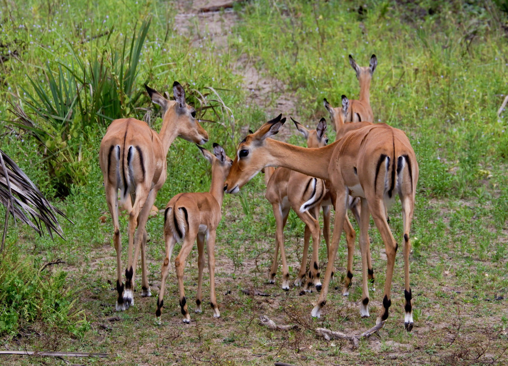 Expedition Through Tanzania Comfort Safari