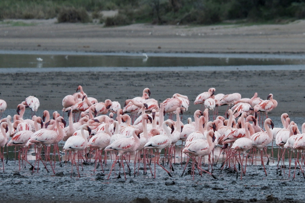 Tanzanian Elephants to Flamingos Glamping