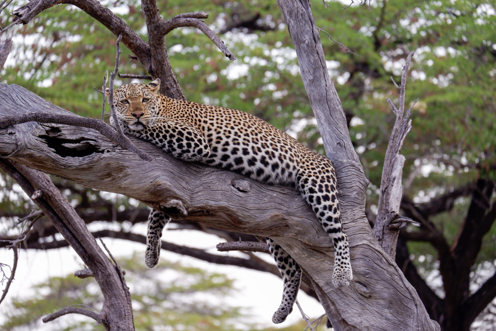 Chasing the Big 5 Glamping Safari