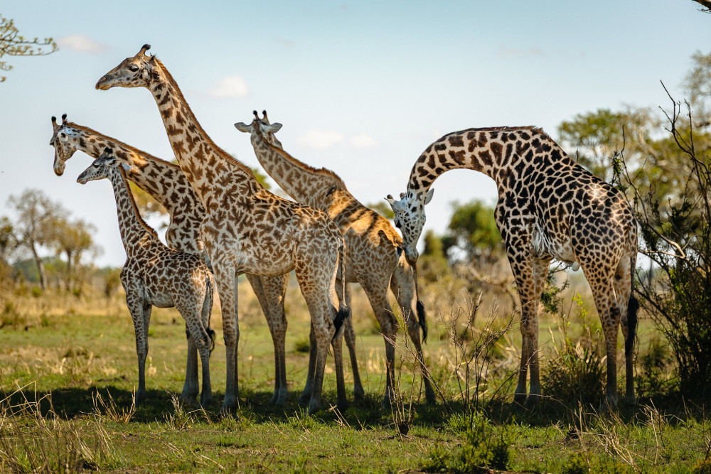 Tarangire, Manyara, Serengeti & Ngorongoro Safari