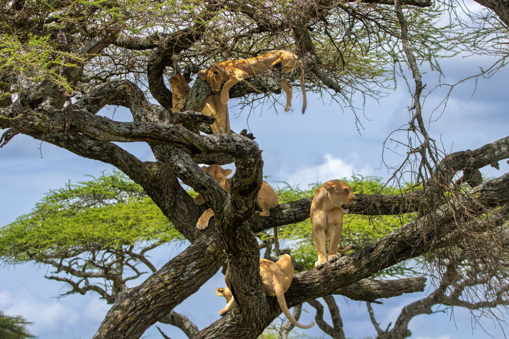 Tarangire and Lake Manyara Comfort Safari