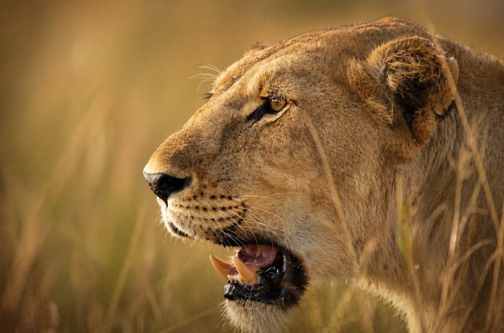 Budget Safari with Nature Hike & Canoeing Thrills