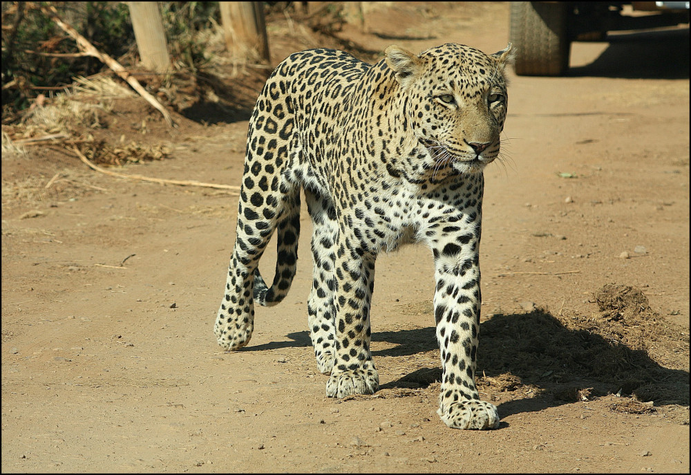 Pilanesberg 6 Hour Sunrise Safari (4 + Persons)