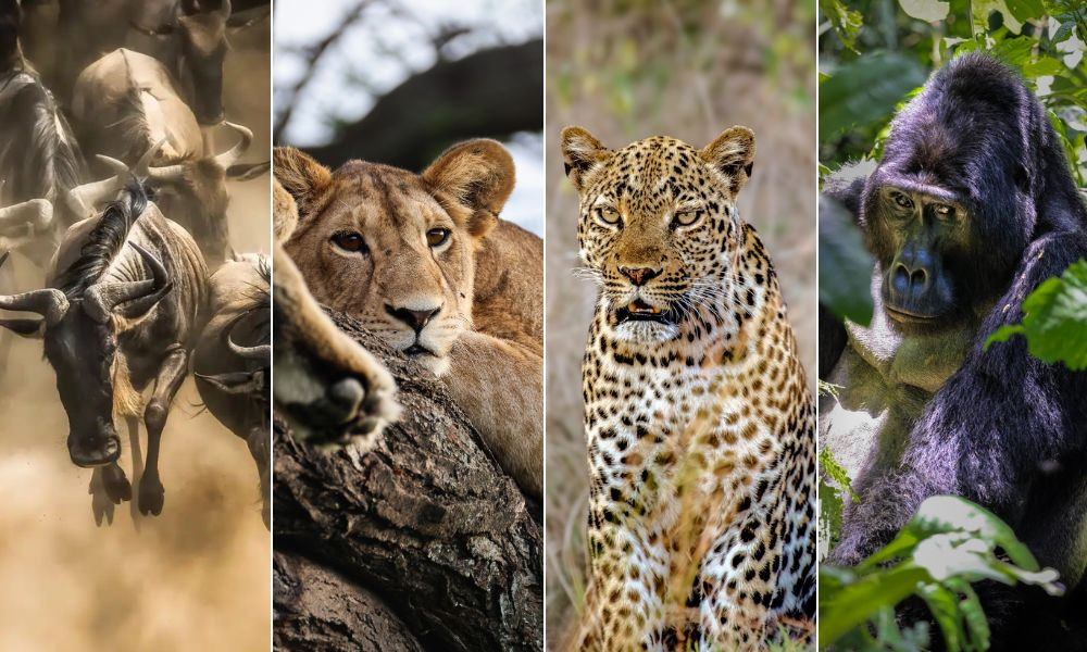 Best of Kenya, Uganda & Rwanda Safari and Gorillas