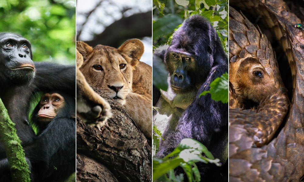 Luxury Fly-in Uganda - Gorillas, Chimps & Ishasha