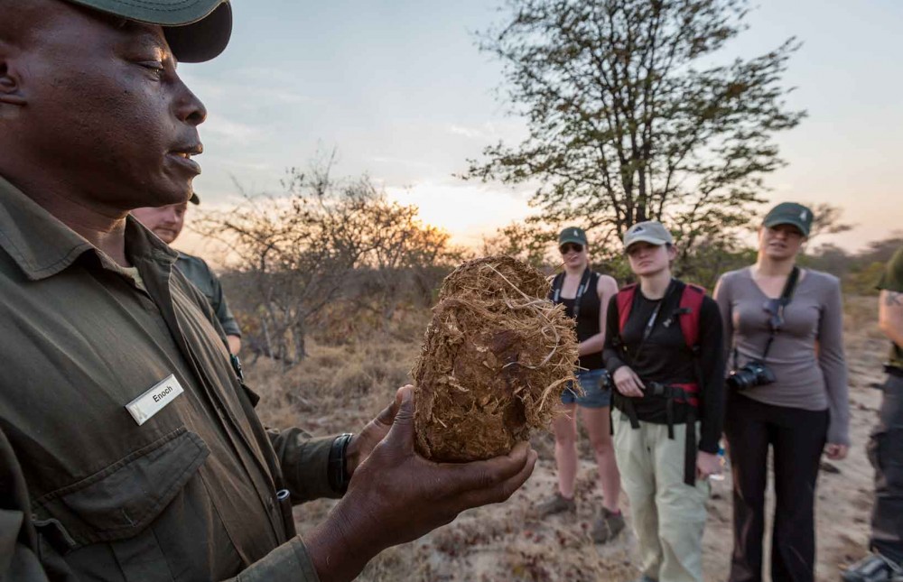 Greater Kruger Safari with Nthambo Tree Camp