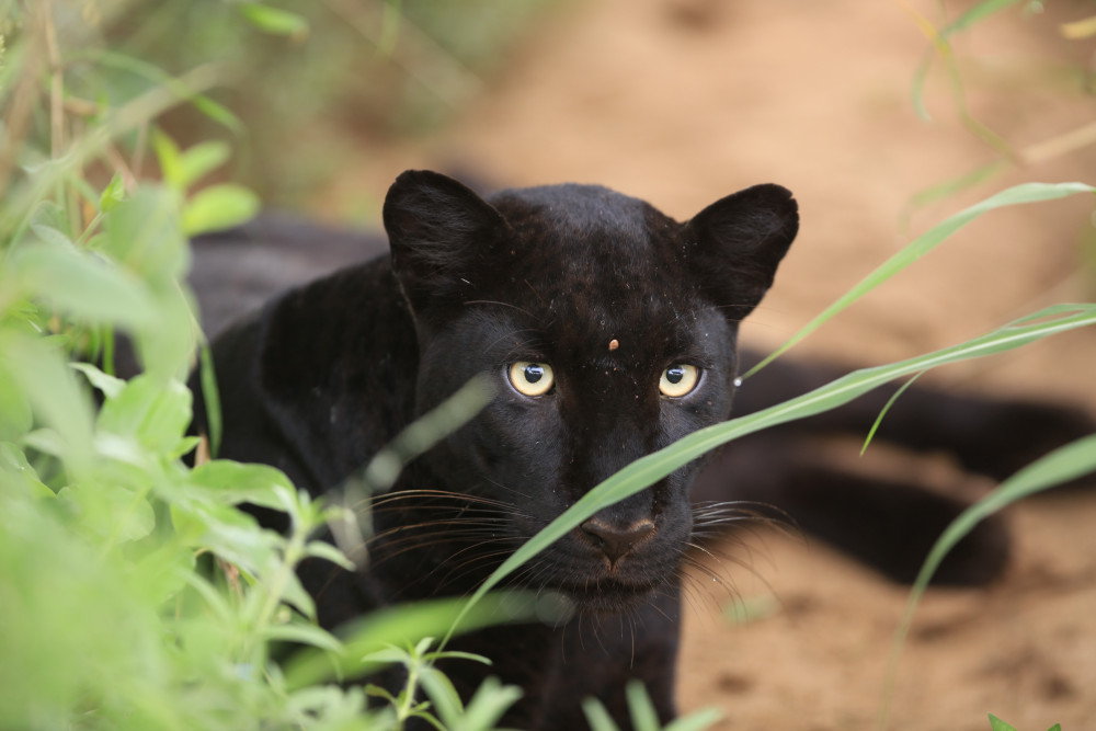 Discover Laikipia Wilderness & the Black Leopard