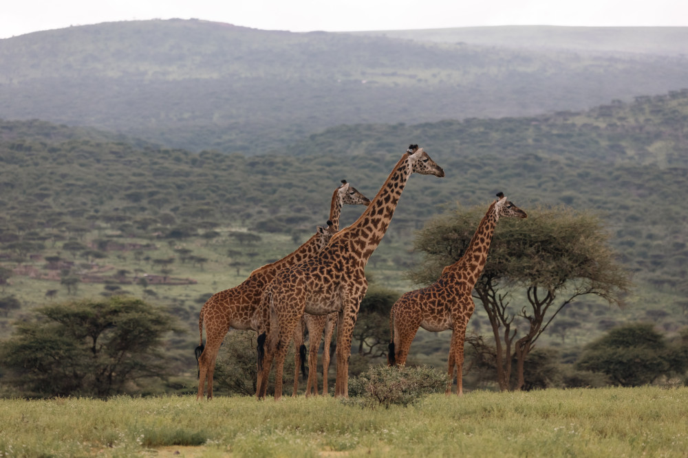 Zanzibar to Ngorongoro & Tarangire Luxury Safari