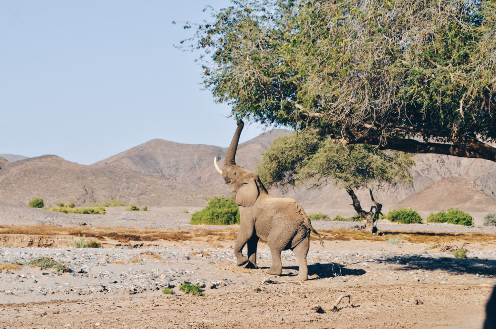 Eco-Friendly Namibian Self-Drive Safari