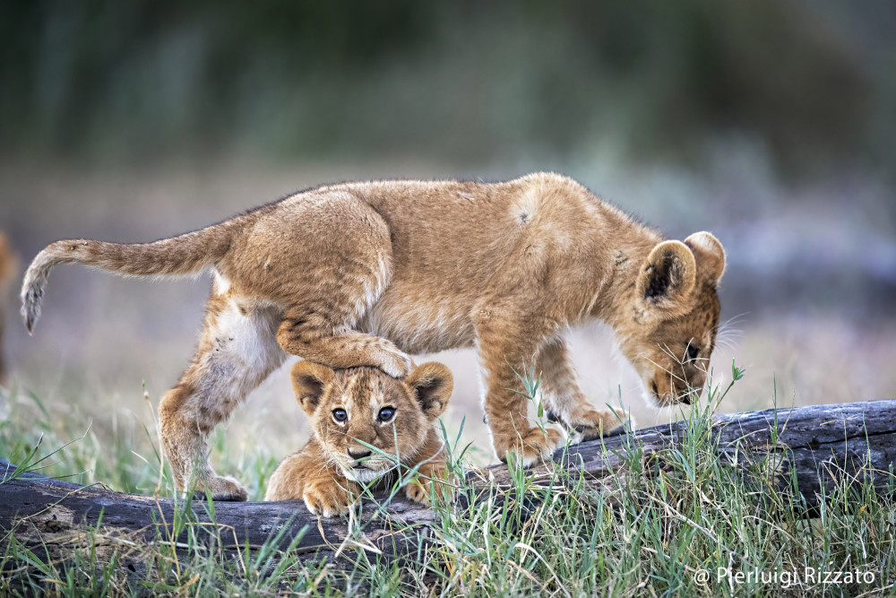 Trio Safari/ Tarangire, Manyara, Ngorongoro