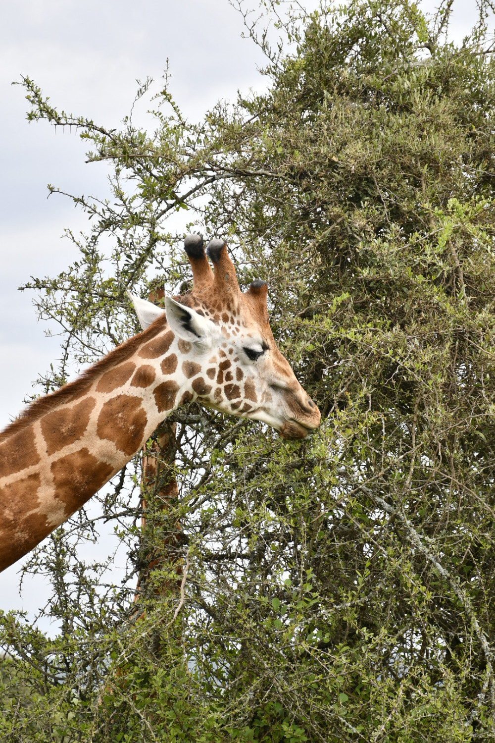 Amboseli Day Trip for Jkia Transit Passengers