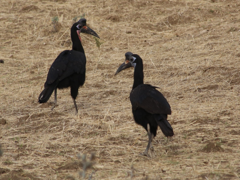 Birding Tour in Ethiopia
