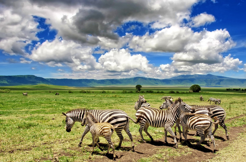Best of Tanzania Private Budget Safari