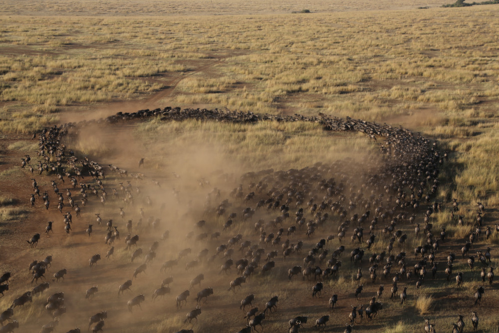 Great Wildebeest Migration Private Experience