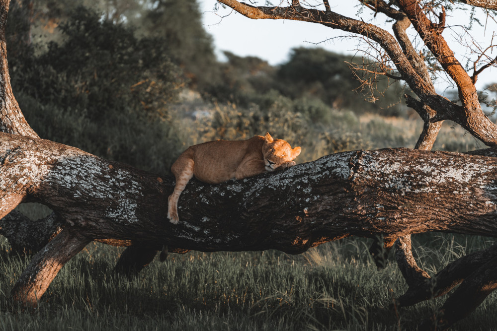 Southern Tanzania Safari - Selous and Ruaha