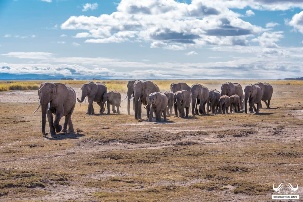 Amboseli - into Giants' Land & Kilimanjaro Views