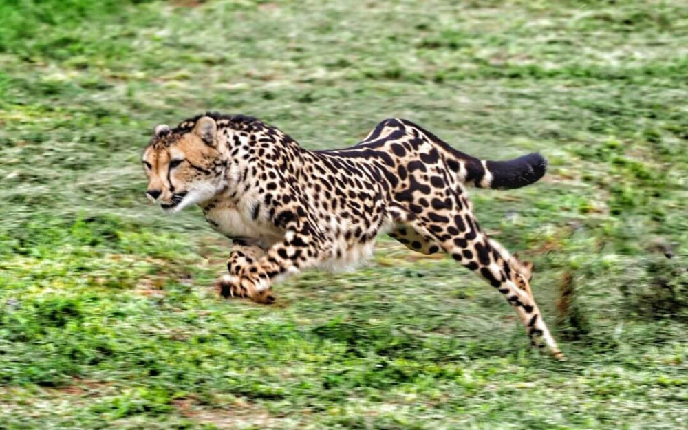 Ann Van Dyk Cheetah Centre Tour