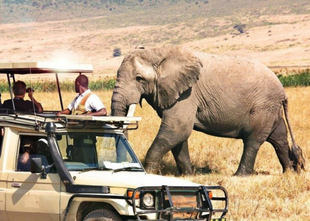 Private Midrange Safari to Ngorongoro from Moshi