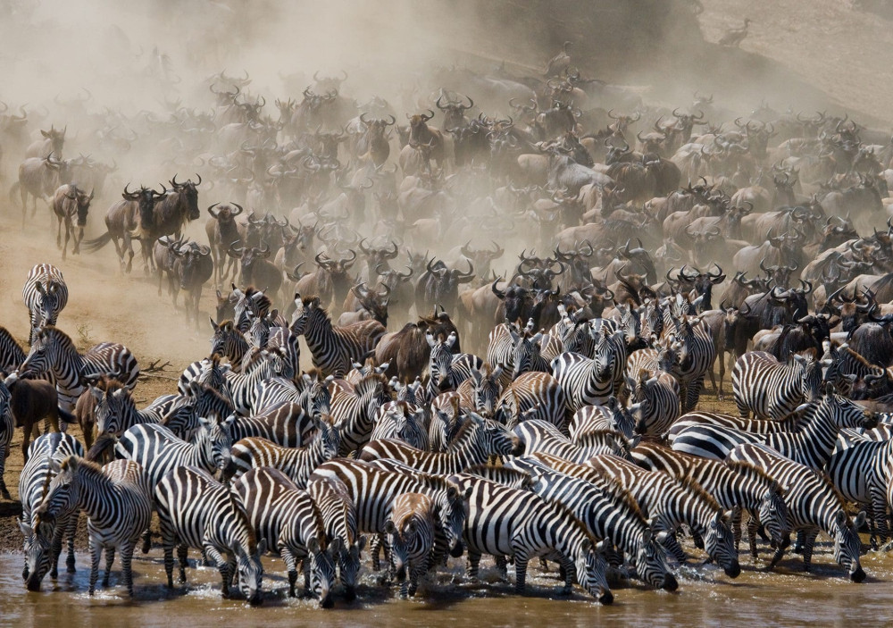 Kenya Safari - Samburu, Ol Pejeta, Naivasha, Mara