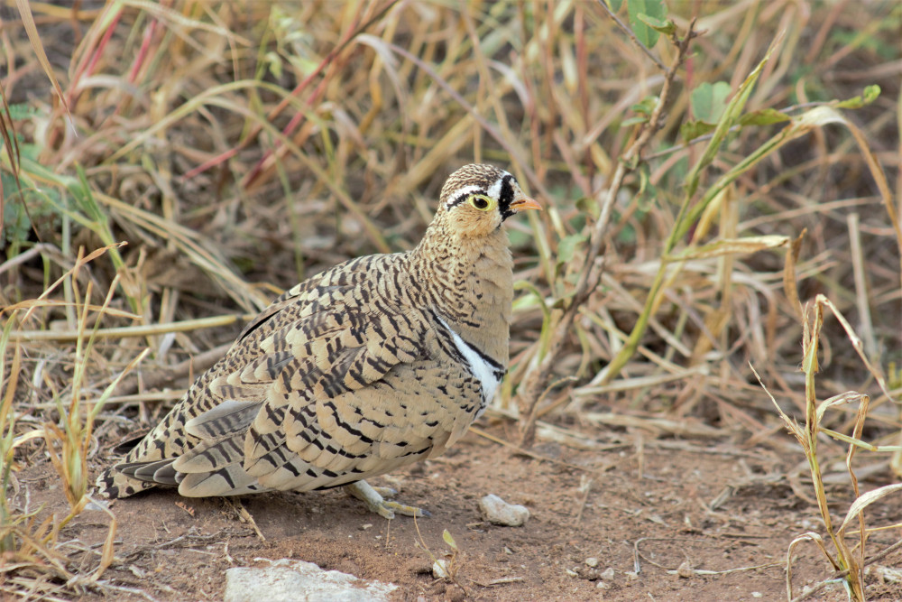 Tarangire & Serengeti National Park Birding Trip