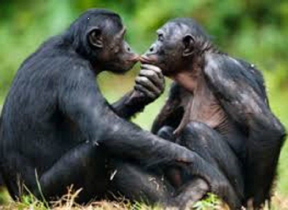 Combined Adventure Bonobos & Lowland Gorillas DRC