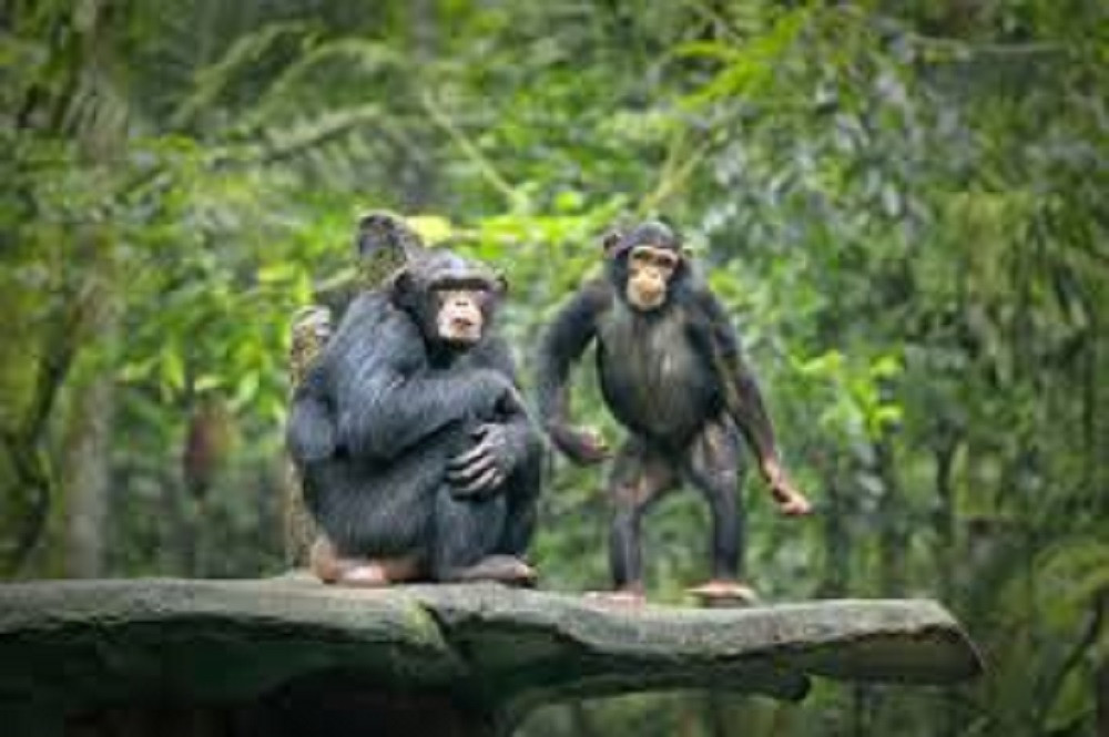 Kinshasa Goma Gorillas and Bonobos