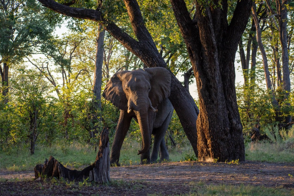 Okavango to Chobe Private Guided Camping Safari