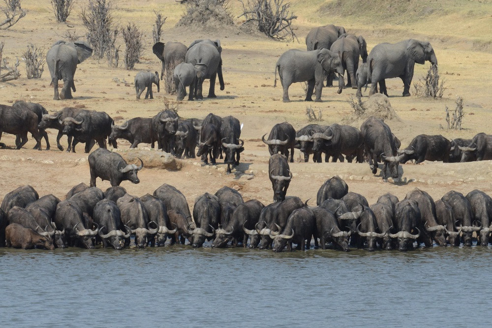 Hwange - Pay Stay Special - Camp Hwange