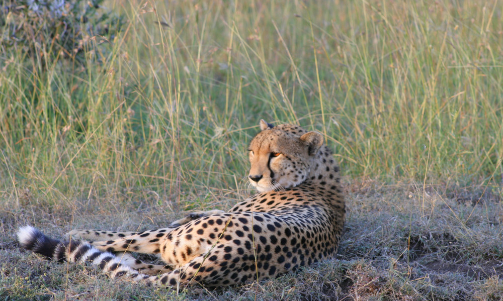 Masai Mara-L Nakuru-Amboseli-Saltlick-Tsavo East