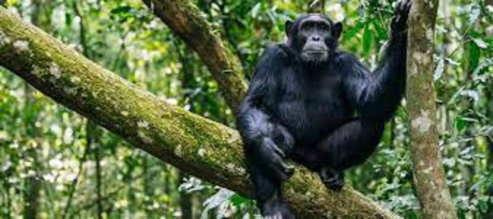 Chimpanzee Trek in Kibira National Park