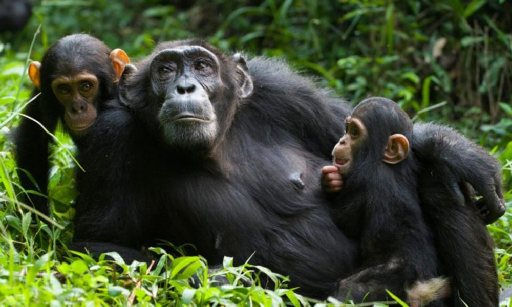 Chimpanzee Trek in Burundi