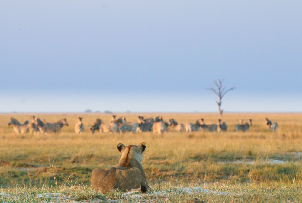 Adventurous Family Botswana Safari