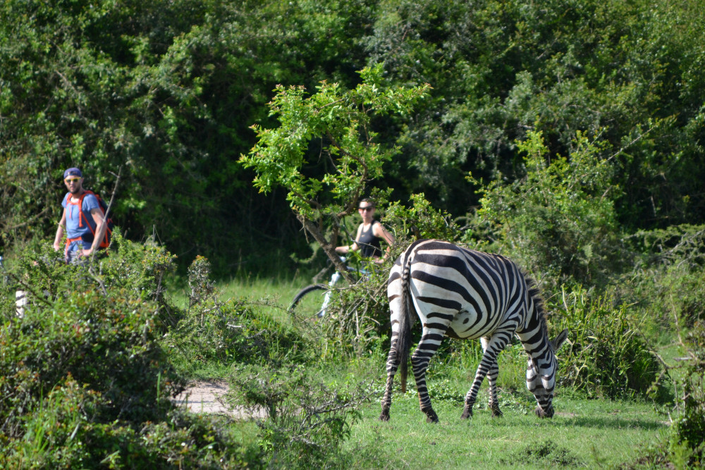 Cycling Safari in Lake Mburo National Park