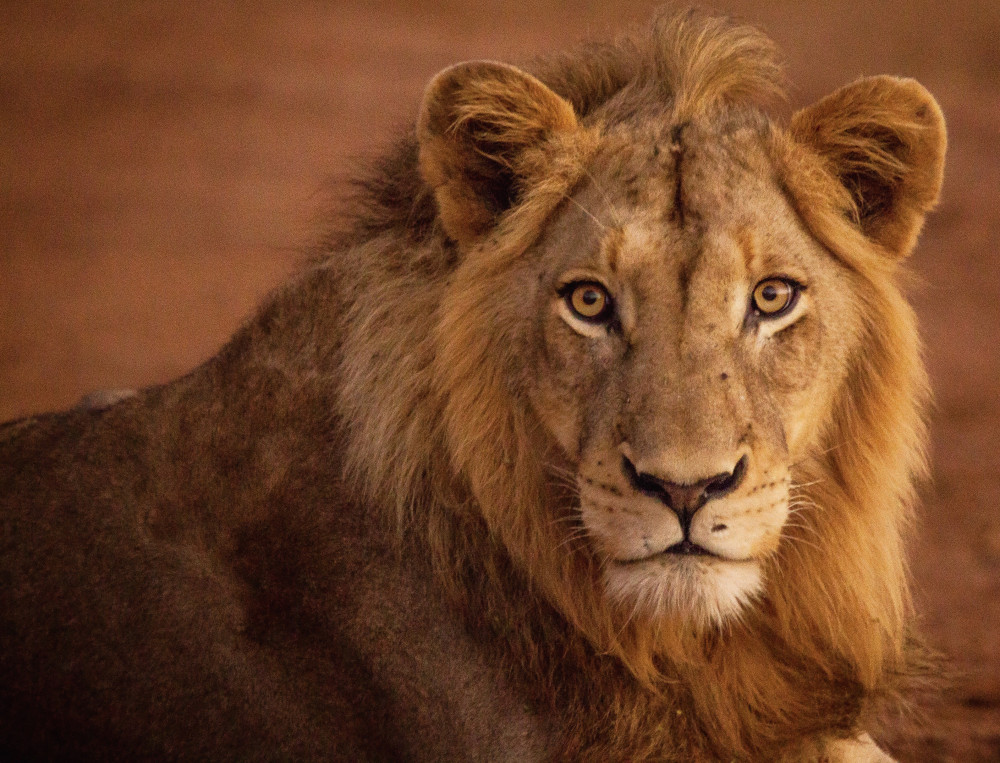 Private Custom Wildlife Photo Safari (Mid-Range)