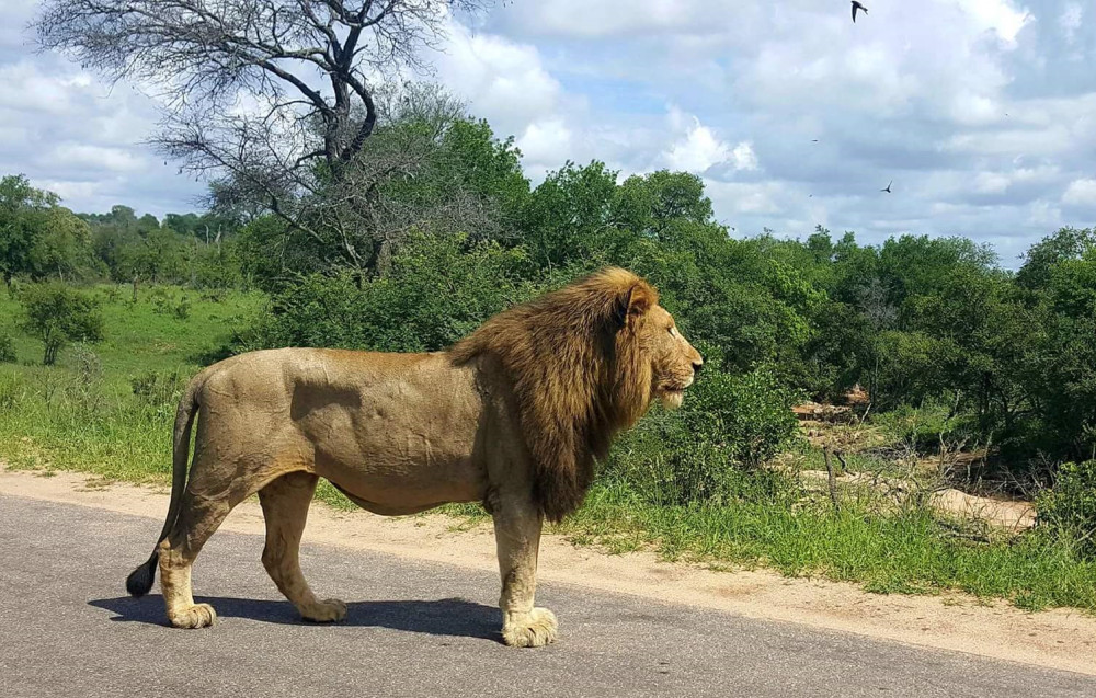 Best Budget Kruger Park Safari