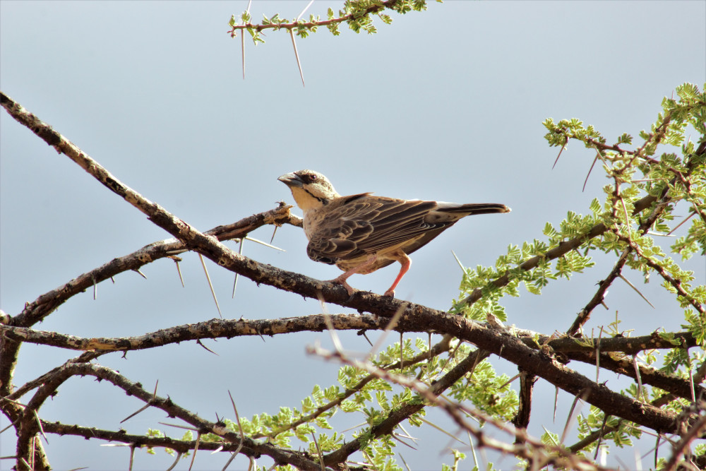 Kenya Endemics Bird Tour