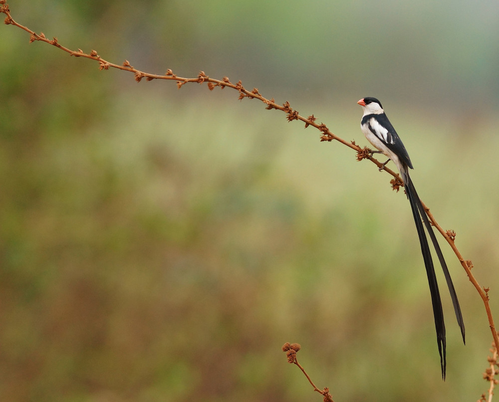 Uganda Custom Birding Trip - Fixed Date Tour