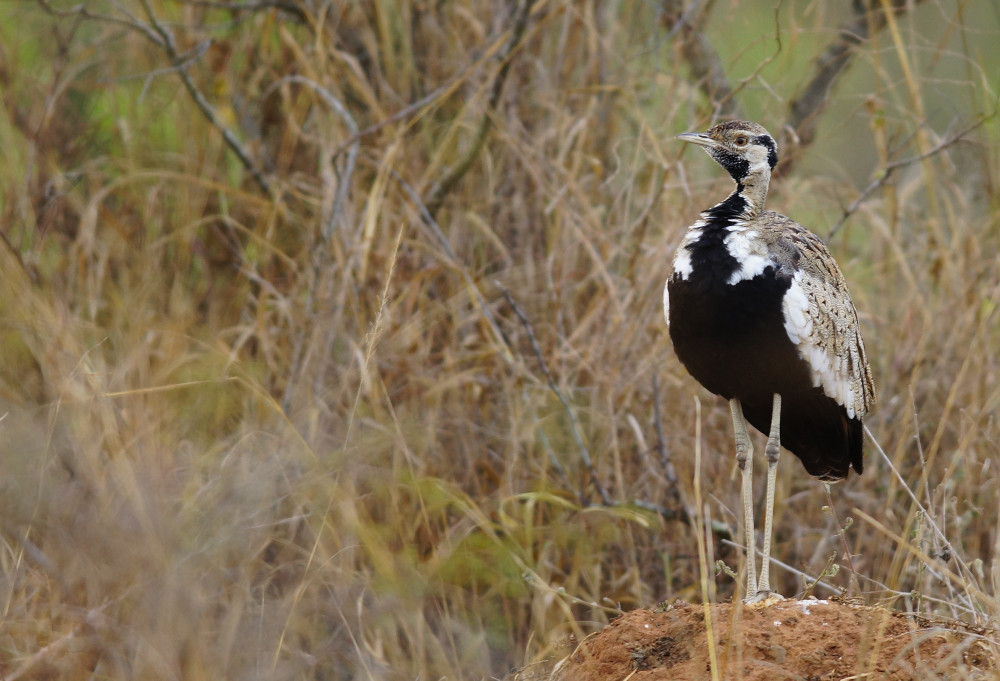 Uganda Bird Watching Group Tour