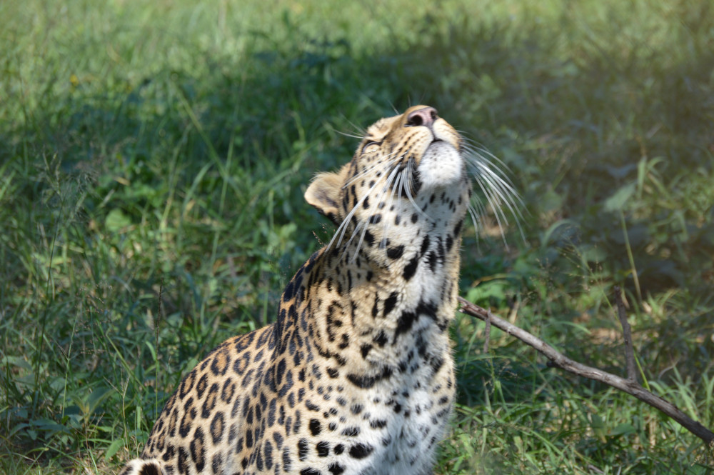 Affordable Kruger Park & Panorama Route Tour