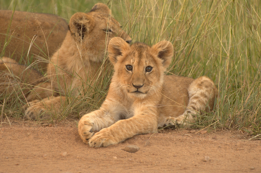 Nairobi National Park Safari Tour